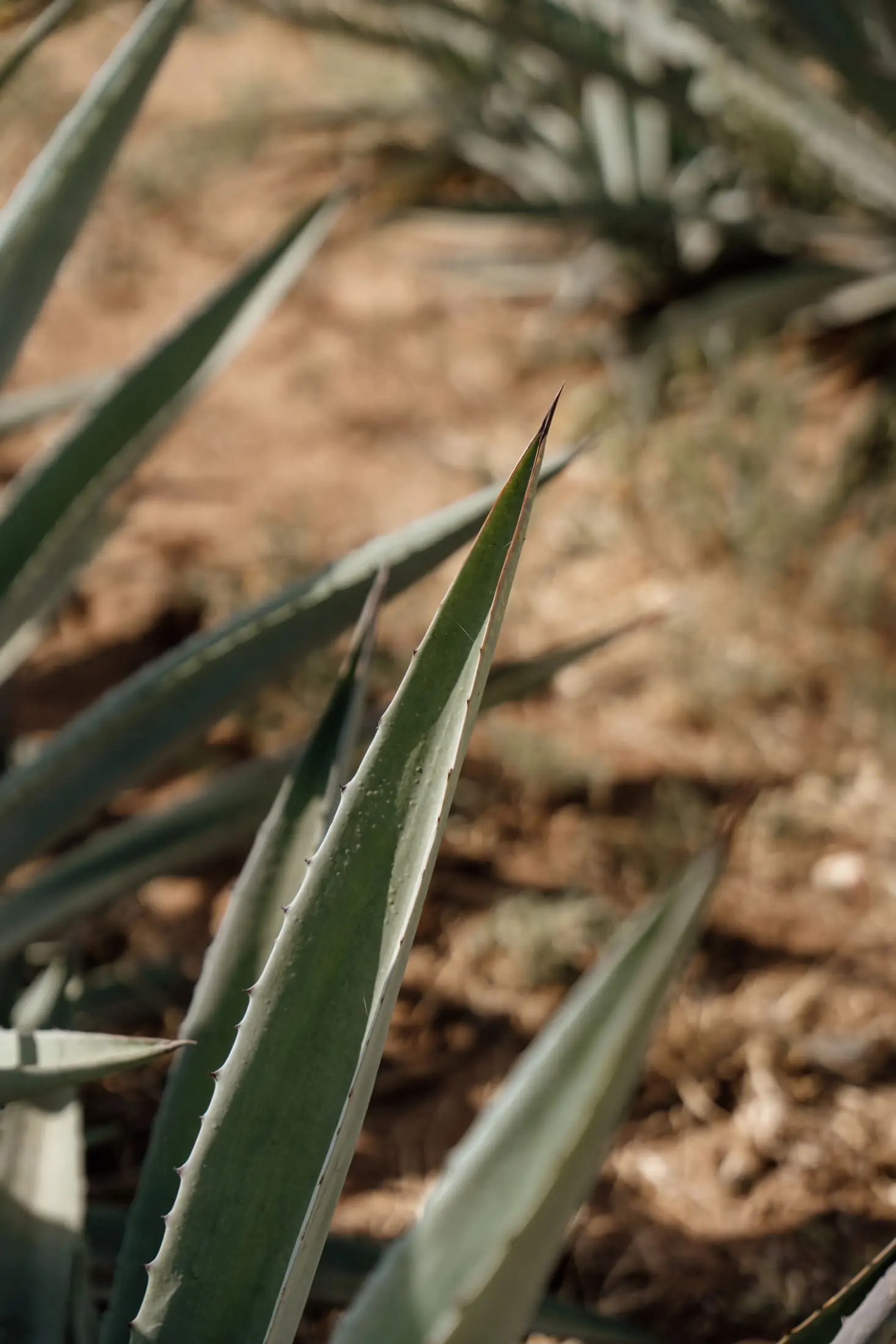 Close-up of an agave plant