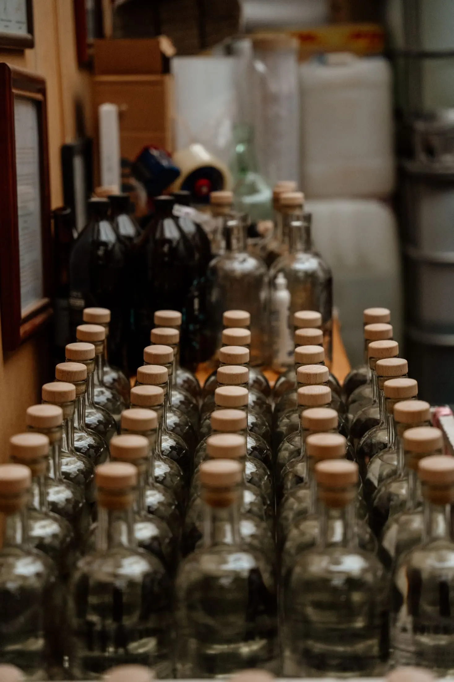 Rows of freshly corked bottles ready for labeling